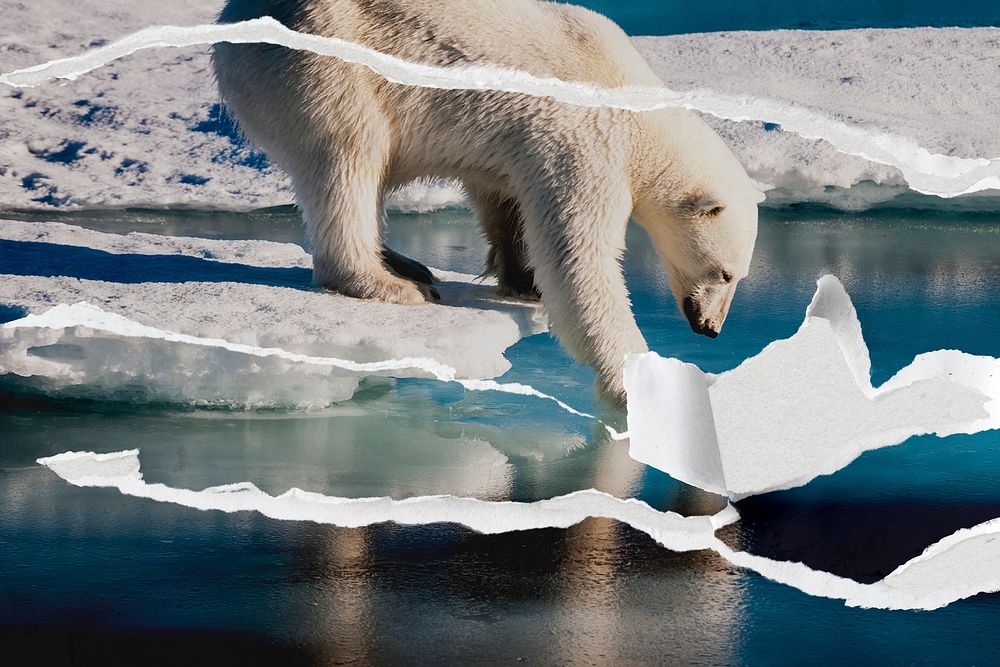 Ripped picture of polar bear at the Arctic