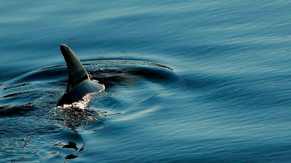 Dolphin's dorsal fin in ocean background