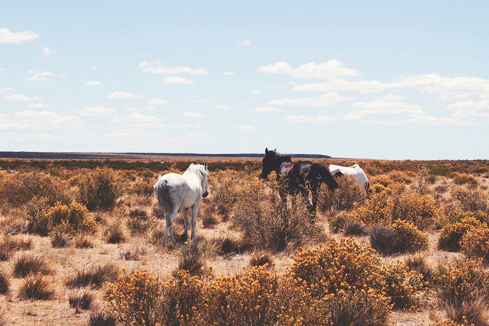 Horses roaming the eroded Nevada plain. Original public domain image from Wikimedia Commons