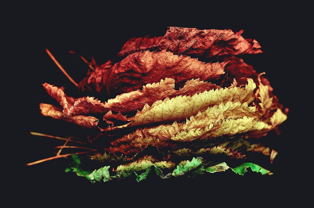 Autumn leaves on black background. Original public domain image from Wikimedia Commons