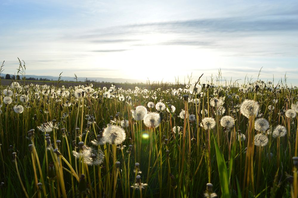 Dandelion field with morning light. Original public domain image from Wikimedia Commons