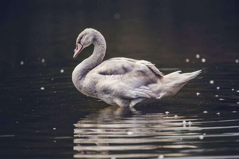 Water bird in the lake. Original public domain image from Wikimedia Commons