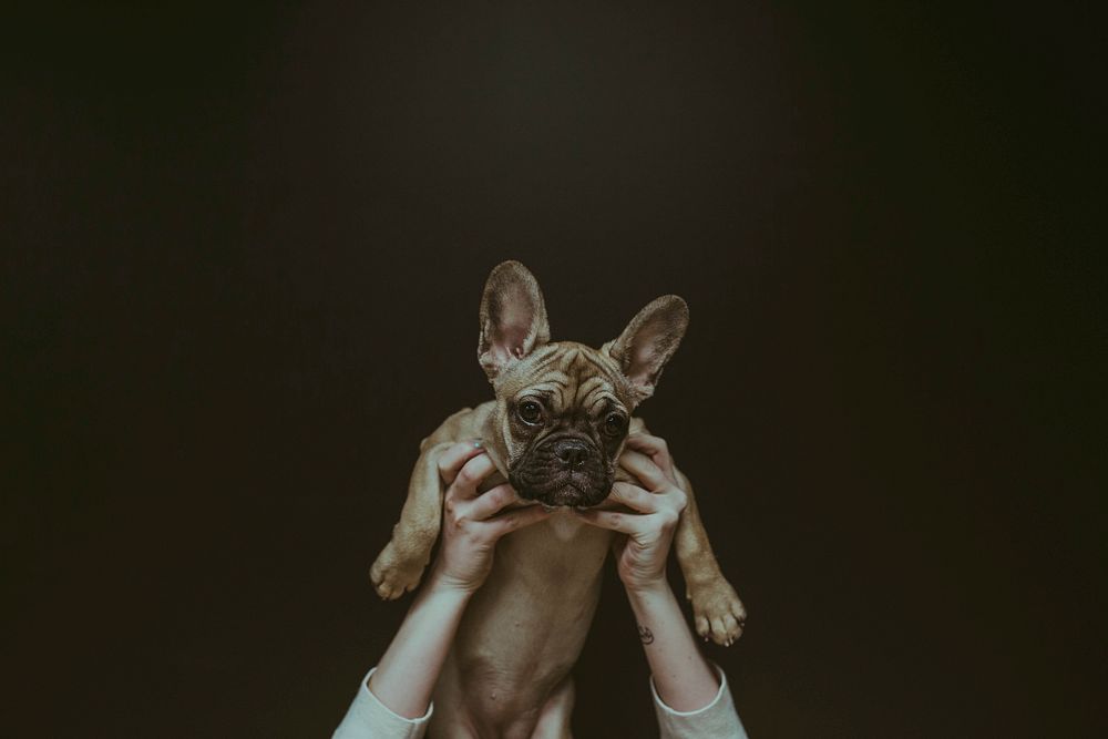 Hands lifting a French bulldog in the air on black background. Original public domain image from Wikimedia Commons