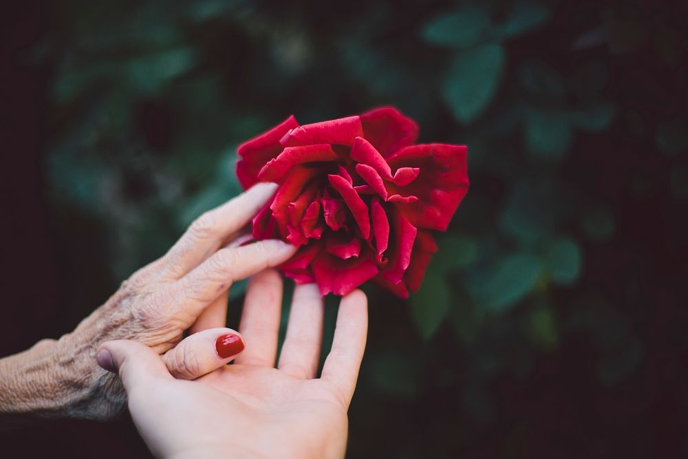 Hands of a young woman and old woman meet gently to touch a rose. Original public domain image from Wikimedia Commons