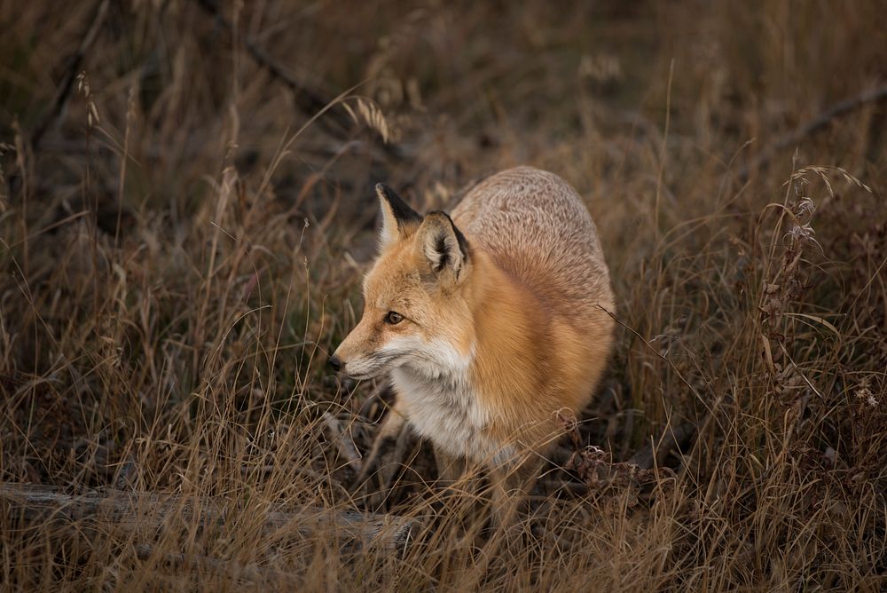 A vigilant fox standing in tall brown grass in Silverthorne. Original public domain image from Wikimedia Commons