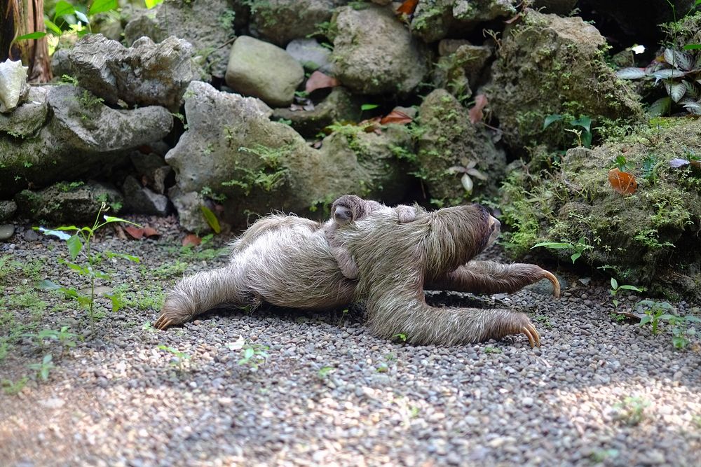 A baby sloth piggybacking its parent near moss-covered rocks. Original public domain image from Wikimedia Commons