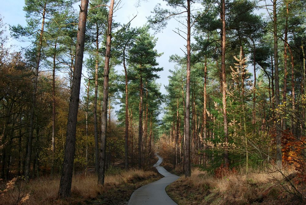 A narrow pathway winding through a pine forest. Original public domain image from Wikimedia Commons