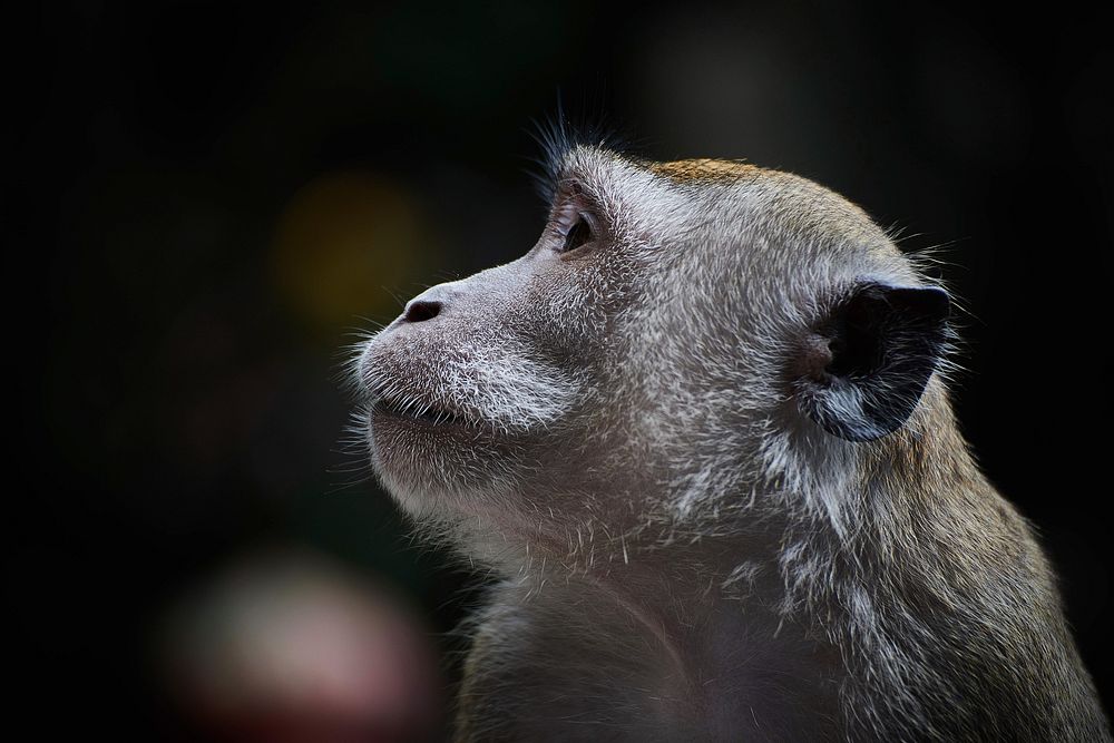 A macro shot of a monkey attentively looking to the side. Original public domain image from Wikimedia Commons