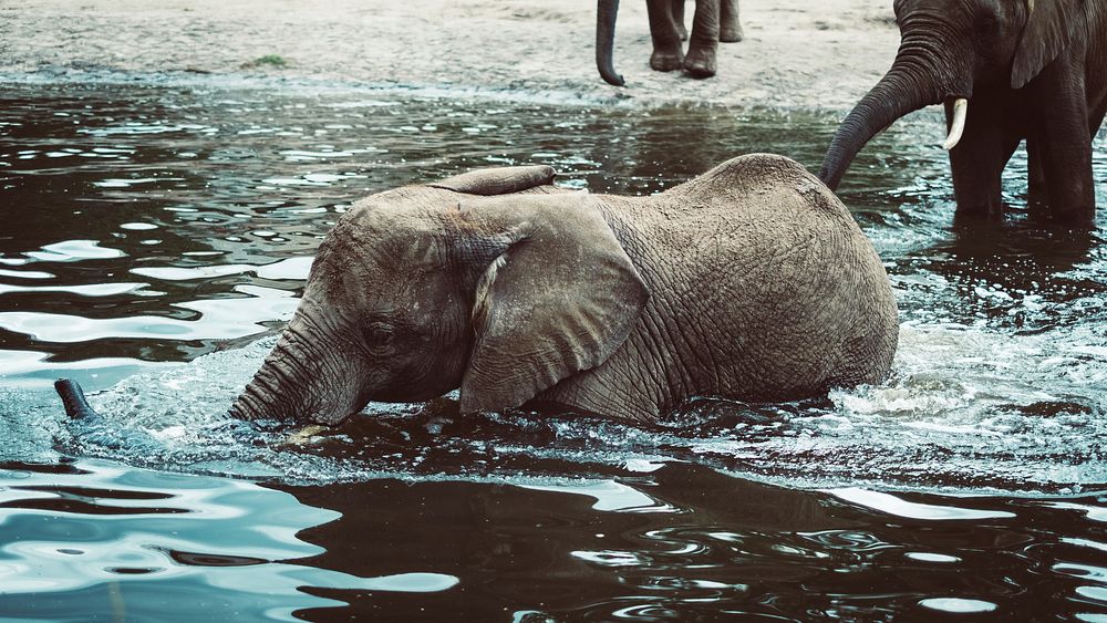 A playful baby elephant wading deep into the water with other elephants at the back. Original public domain image from…