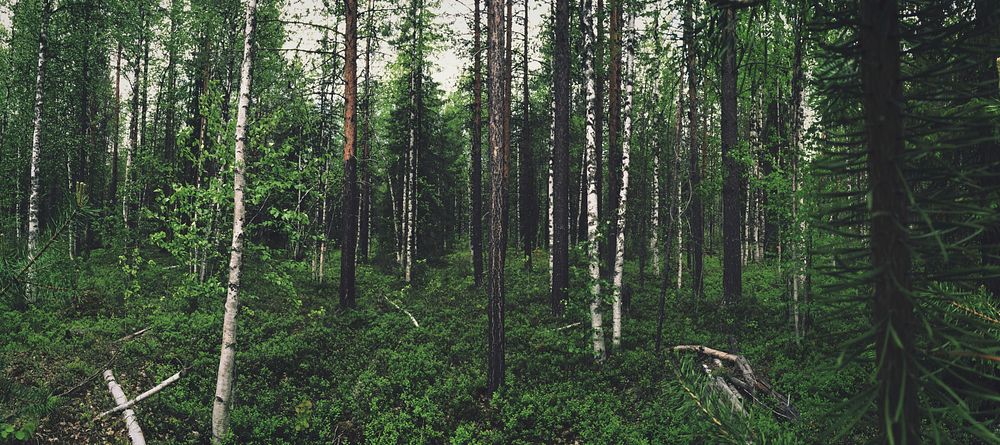 Green forest background. Original public domain image from Wikimedia Commons