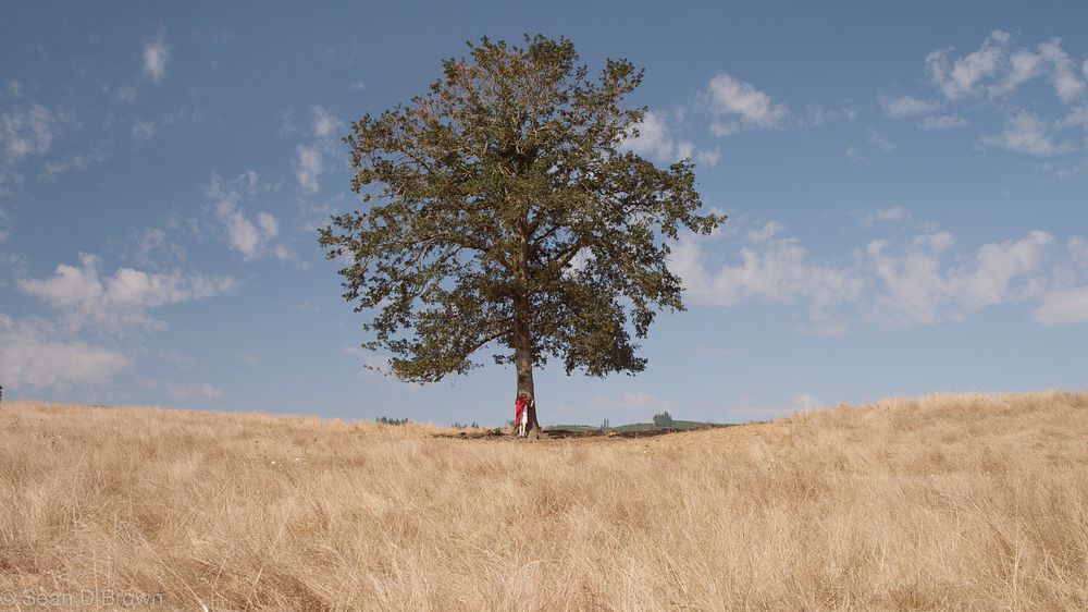 A distant shot of a person leaning against the trunk of a lone tree in a golden field. Original public domain image from…