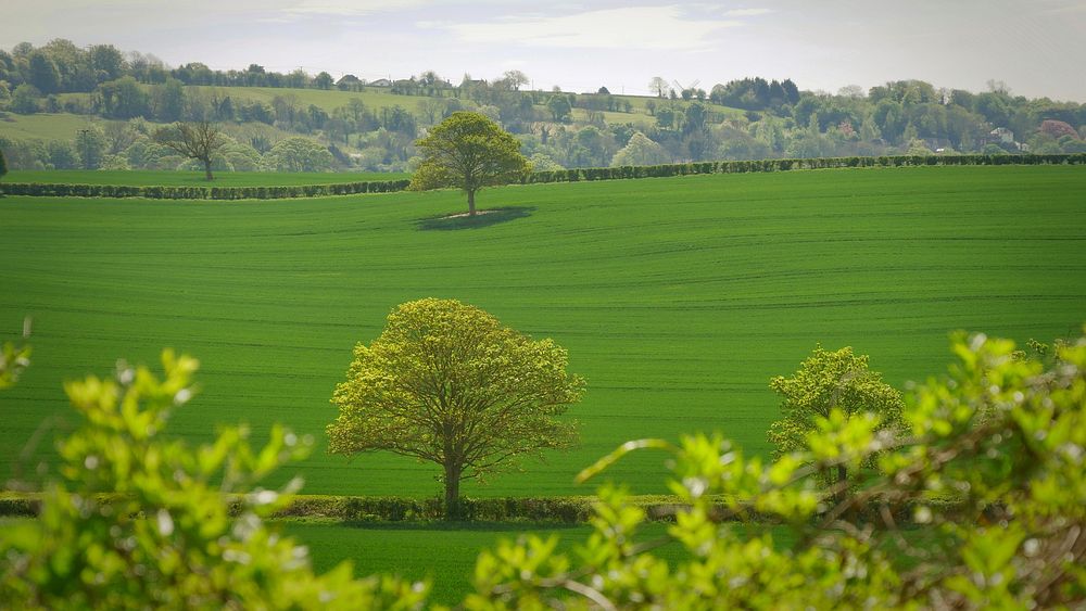 Green grassy plain with sparse trees surrounded by a hedge. Original public domain image from Wikimedia Commons