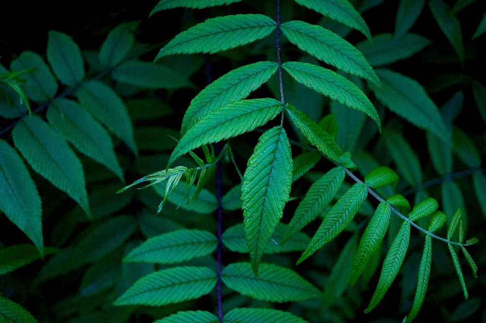 A close-up of long branches with moist lanceolate leaves. Original public domain image from Wikimedia Commons