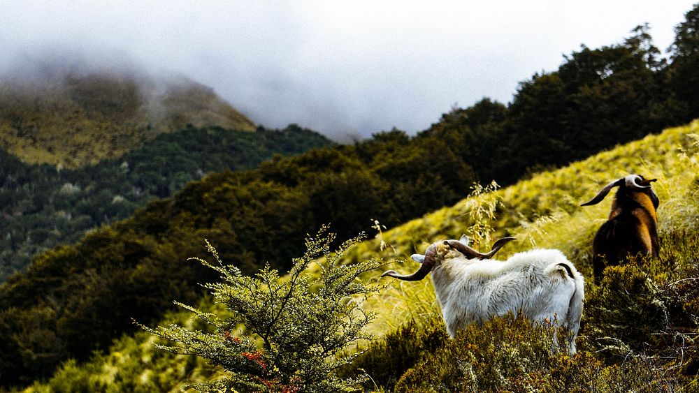 Two goats in tall grass on a hillside near Queenstown. Original public domain image from Wikimedia Commons