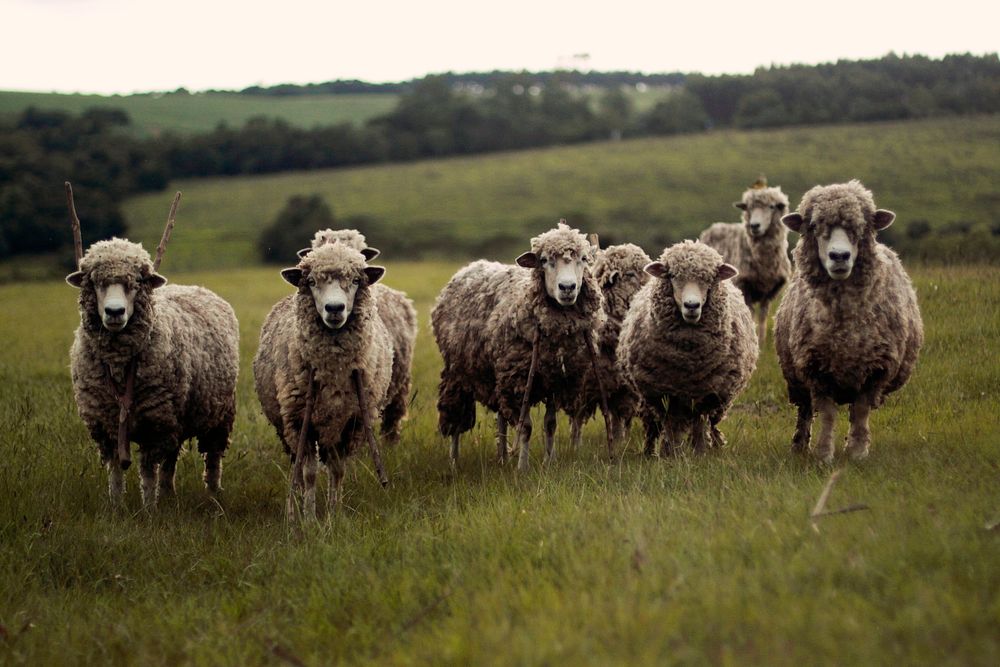 Sheep standing in a grassy field. Original public domain image from Wikimedia Commons