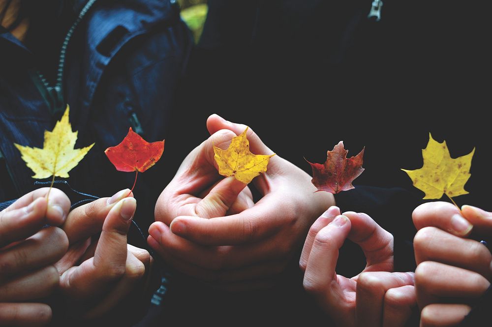 Friends holding maple leaves closeup. Original public domain image from Wikimedia Commons