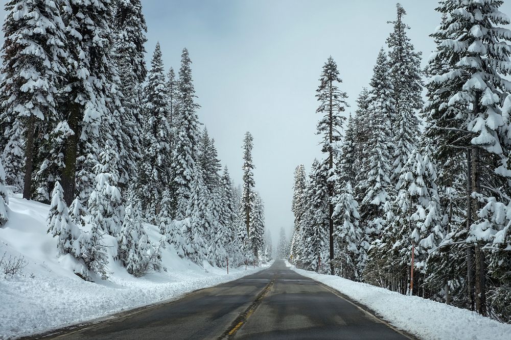 An empty asphalt road lined with snow-topped conifers. Original public domain image from Wikimedia Commons
