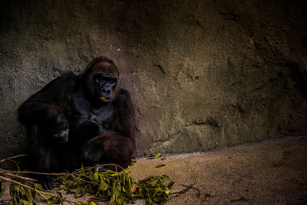 Gorilla sits alone by leaves in a stone enclosure at the zoo. Original public domain image from Wikimedia Commons