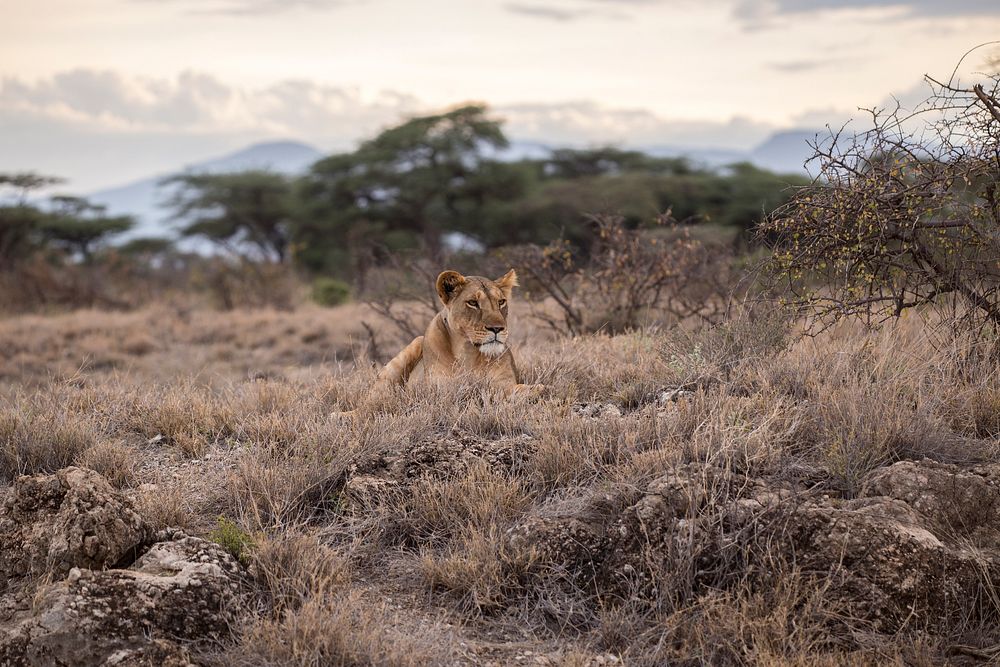 Lion in African safari savanna. Original public domain image from Wikimedia Commons