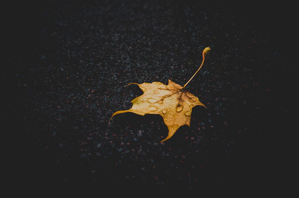 Single autumn leaf with rain droplets on wet pavement. Original public domain image from Wikimedia Commons