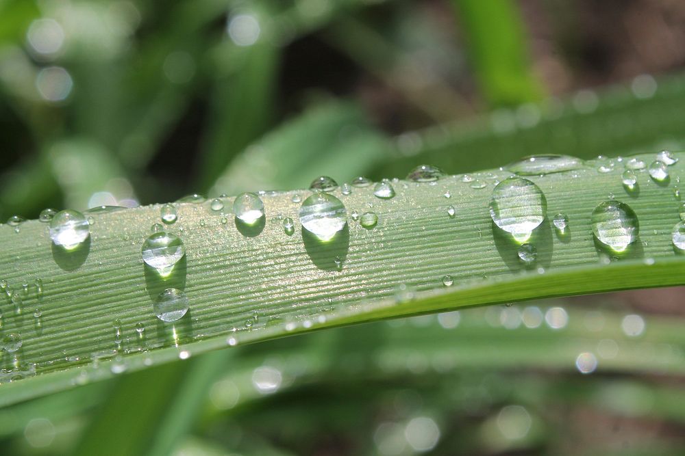 Droplets on a leaf. Original public domain image from Wikimedia Commons