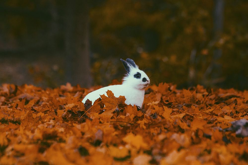Cute rabbit among autumn leaf. Original public domain image from Wikimedia Commons