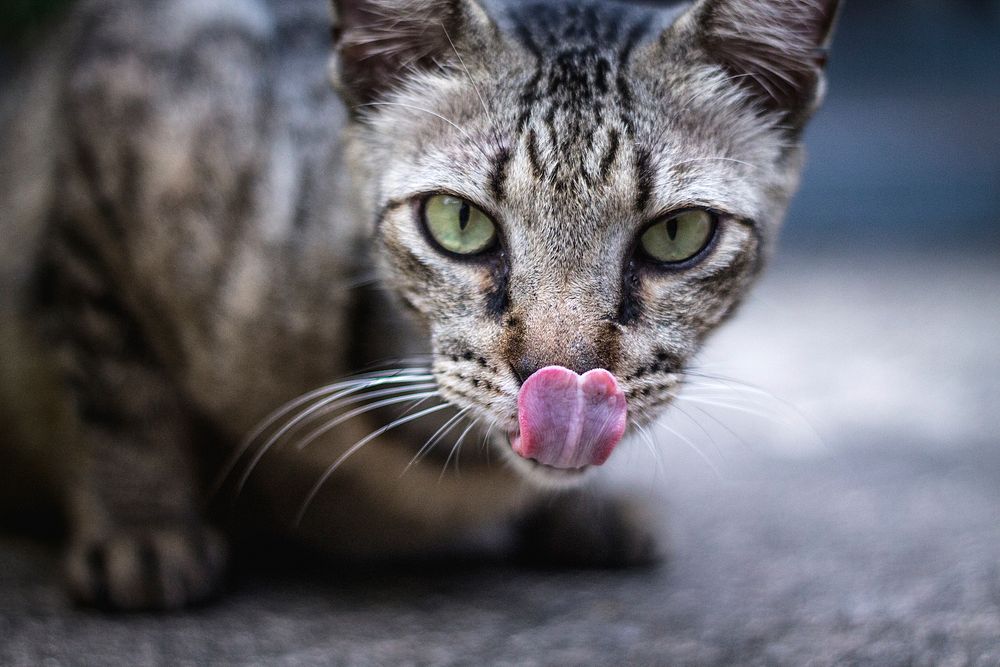 A green-eyed tabby cat sticking out its tongue. Original public domain image from Wikimedia Commons
