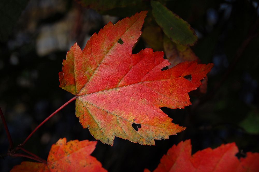 Close up of an autumn maple leaf.Original public domain image from Wikimedia Commons