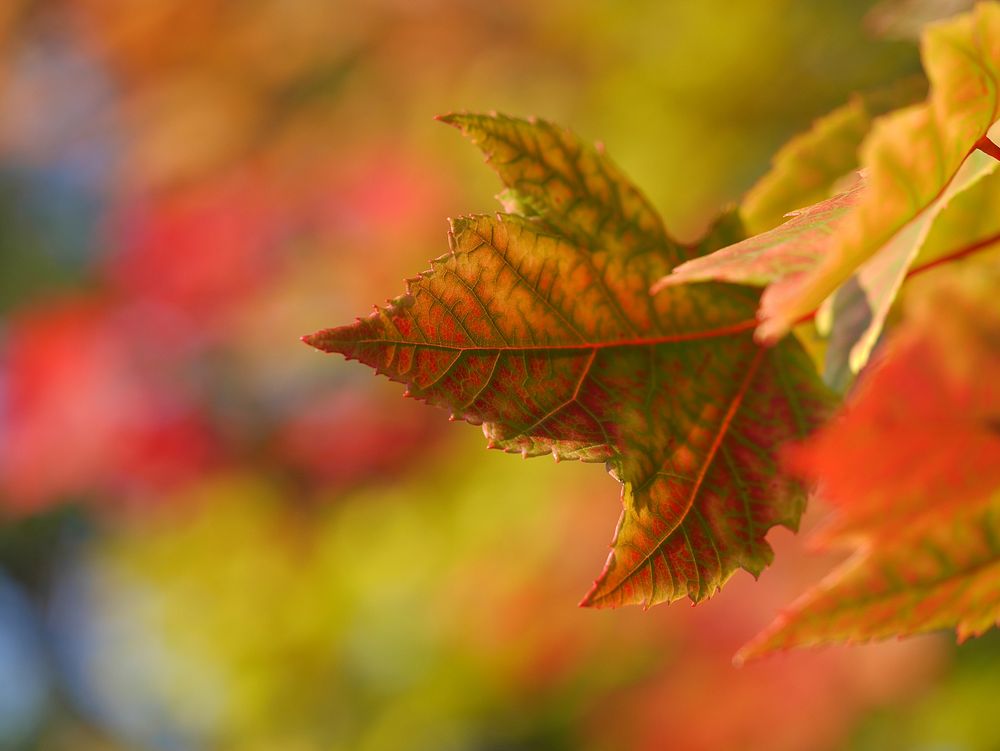 Colorful autumn maple leaf close up.Original public domain image from Wikimedia Commons