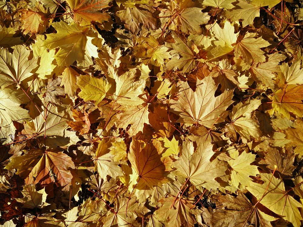 Autumn yellow leaves. Original public domain image from Wikimedia Commons