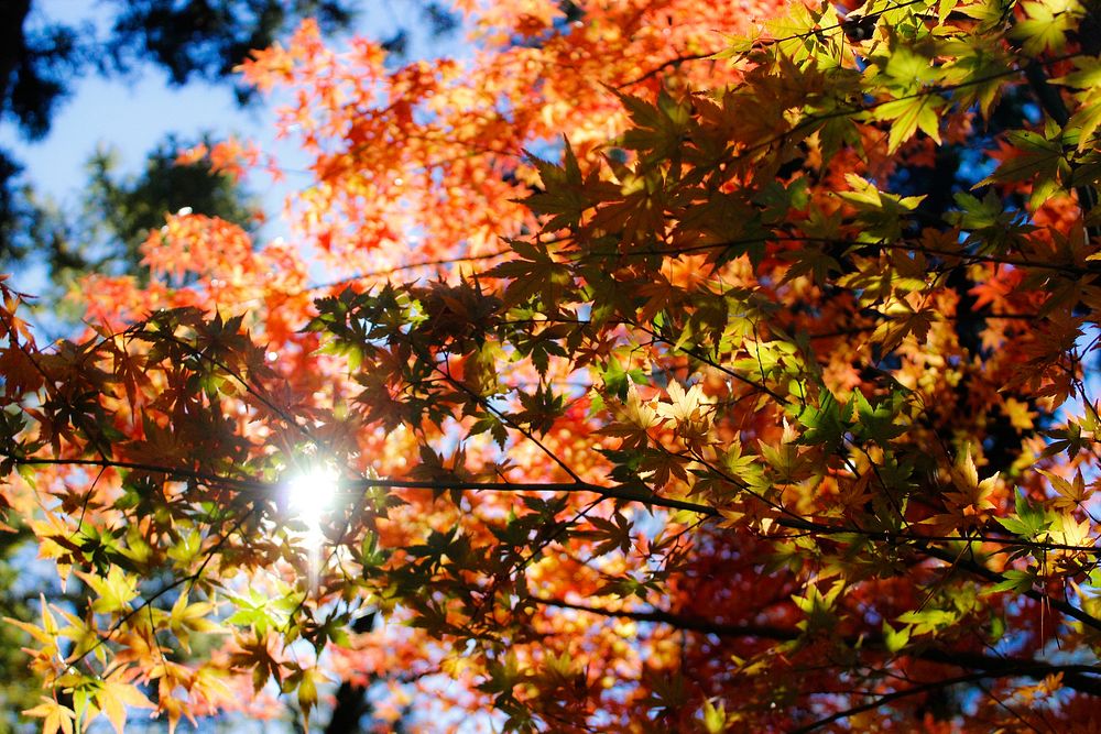 Autumn leaf background. Original public domain image from Wikimedia Commons