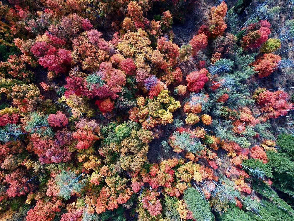 Drone shot of a forest in autumn colors. Original public domain image from Wikimedia Commons