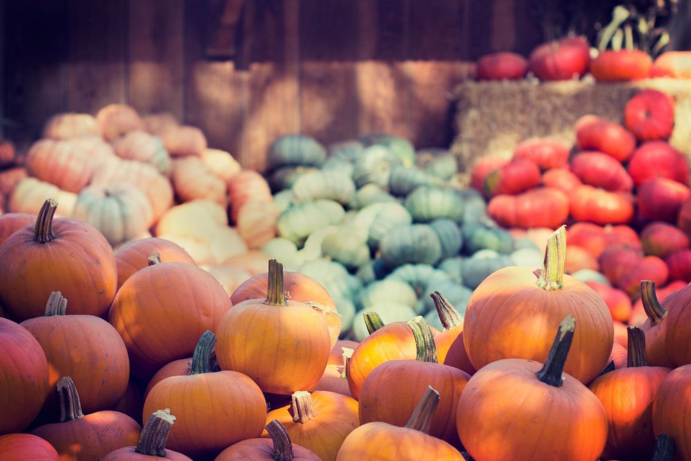 Pumpkin harvest in October. Original public domain image from Wikimedia Commons