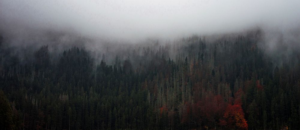 Misty woods, Czech Republic. Original public domain image from Wikimedia Commons