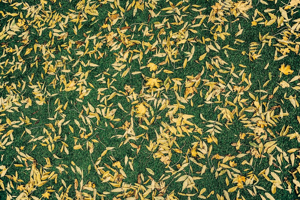 Yellow leaves on the green grass. Original public domain image from Wikimedia Commons