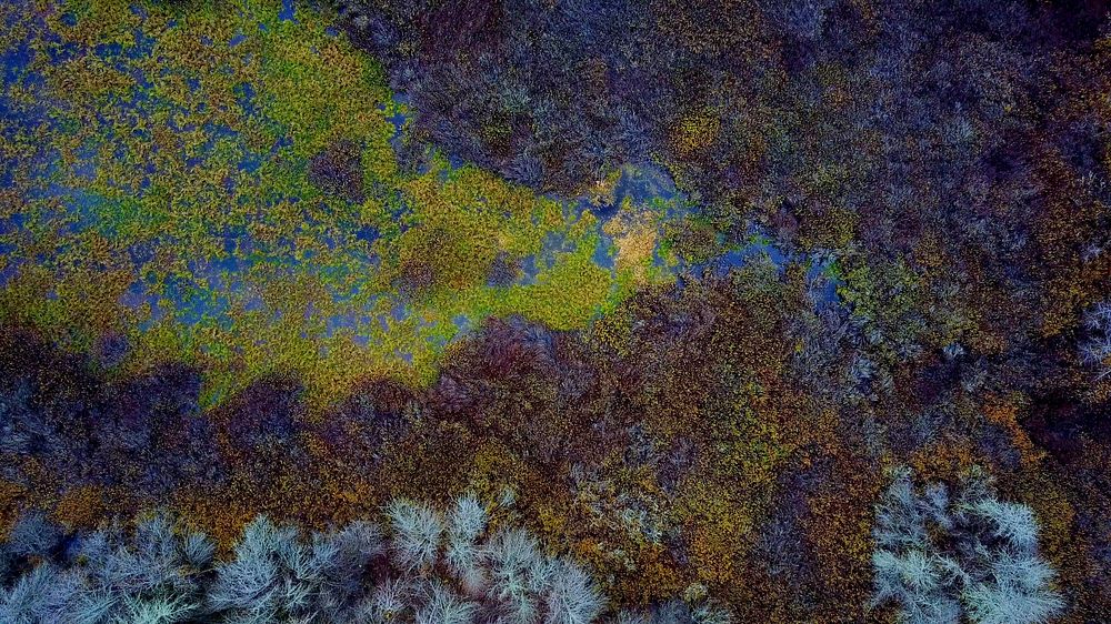 A drone shot of a dense forest in eerie colors. Original public domain image from Wikimedia Commons