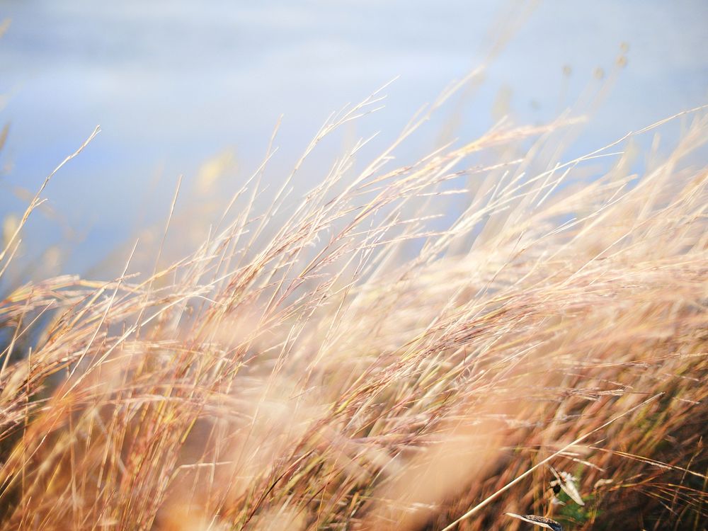 Dry grass background. Original public domain image from Wikimedia Commons