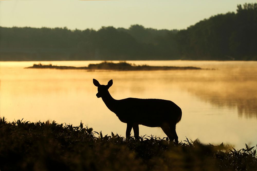 Deer on Gold. Original public domain image from Wikimedia Commons