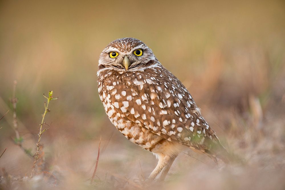 Owl standing on the ground. Original public domain image from Wikimedia Commons