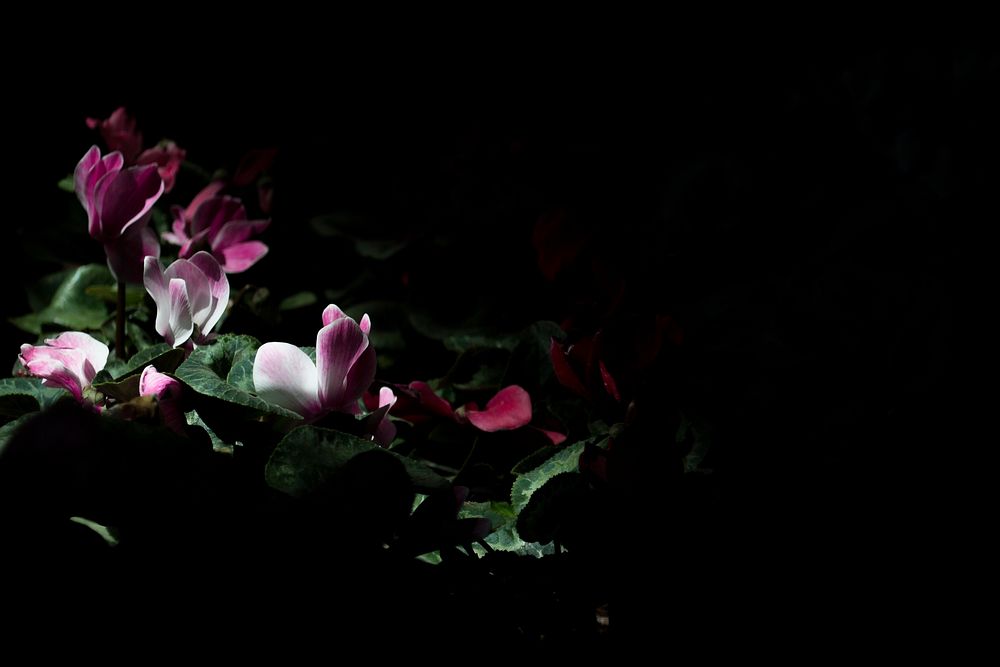 Delicate pink flowers surrounded by darkness. Original public domain image from Wikimedia Commons