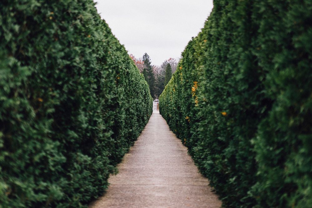 A green hedge alley with a pathway,Original public domain image from Wikimedia Commons