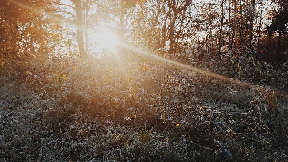 Sun shining through a copse of trees on tall grasses covered in frost. Original public domain image from Wikimedia Commons