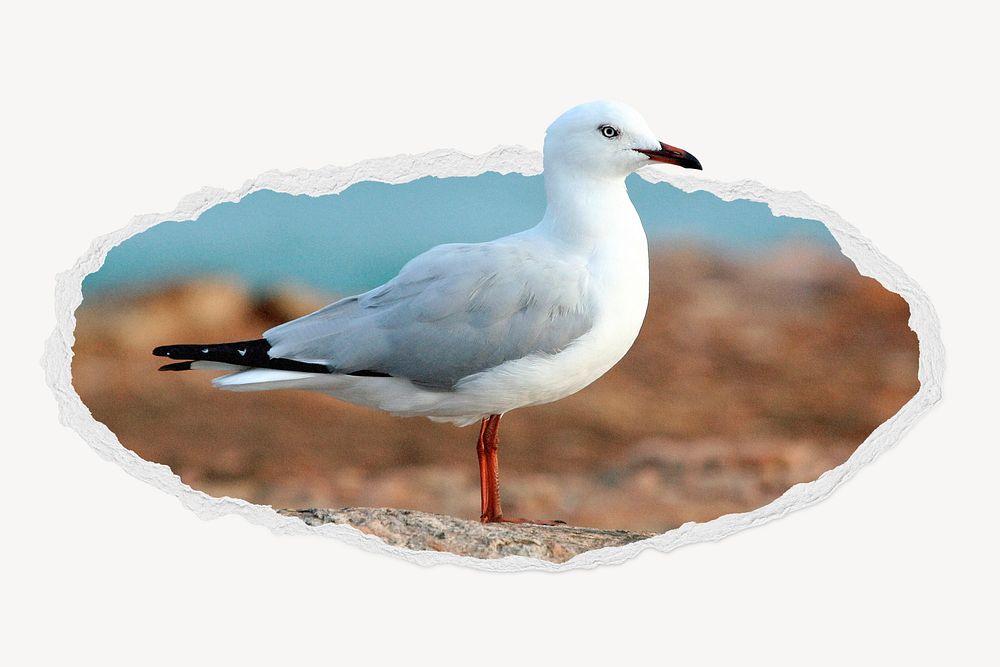 White seagull bird ripped paper badge, animal photo