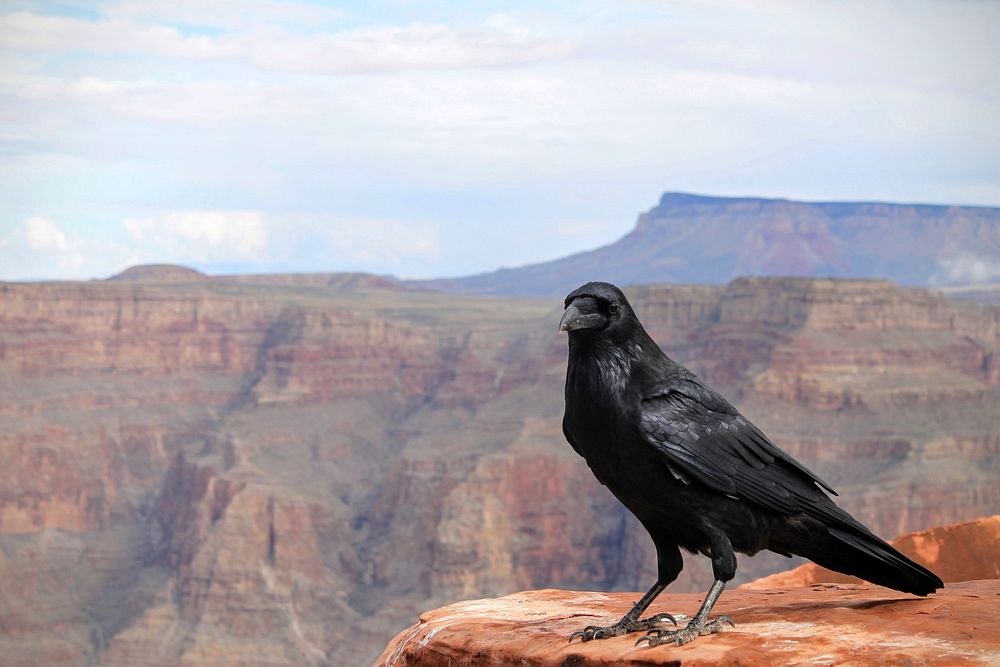 Black crow on the cliff. Original public domain image from Wikimedia Commons