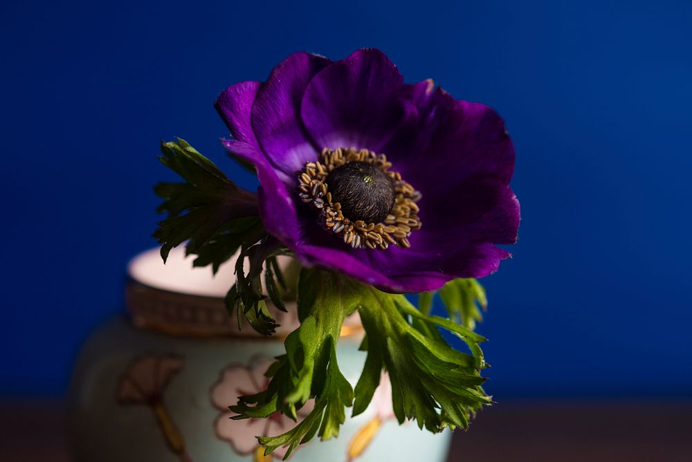 Purple anemone. Original public domain image from Wikimedia Commons