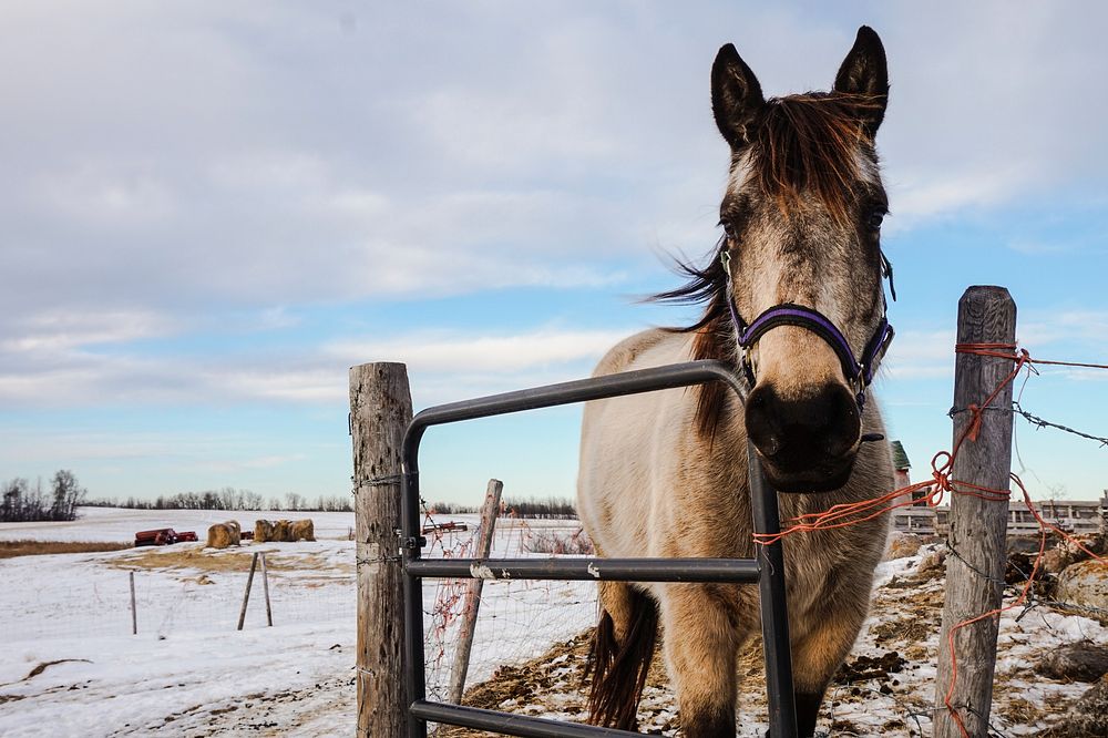 A gray horse in a makeshift enclosure on a winter's day. Original public domain image from Wikimedia Commons