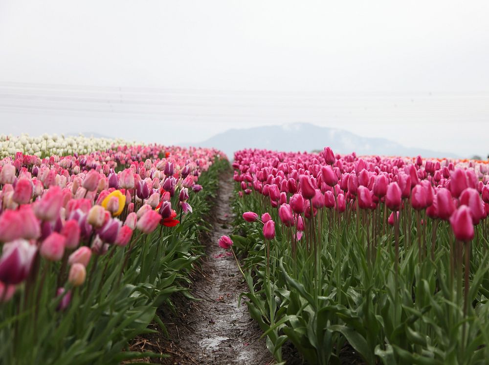 Field of pink and white tulips by the mountain. Original public domain image from Wikimedia Commons