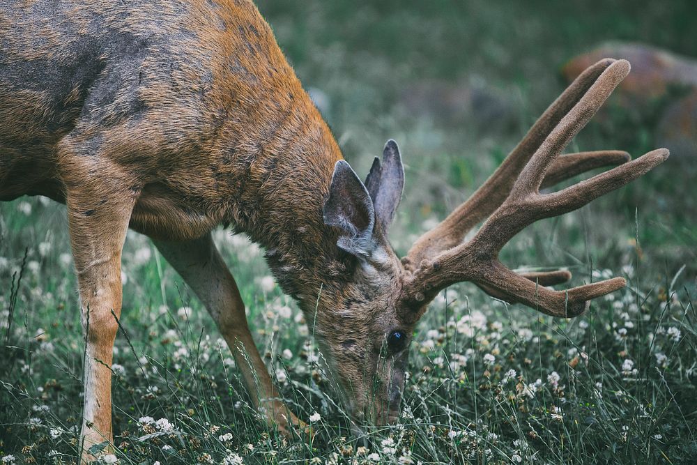 Close-up of a deer grazing on green grass. Original public domain image from Wikimedia Commons