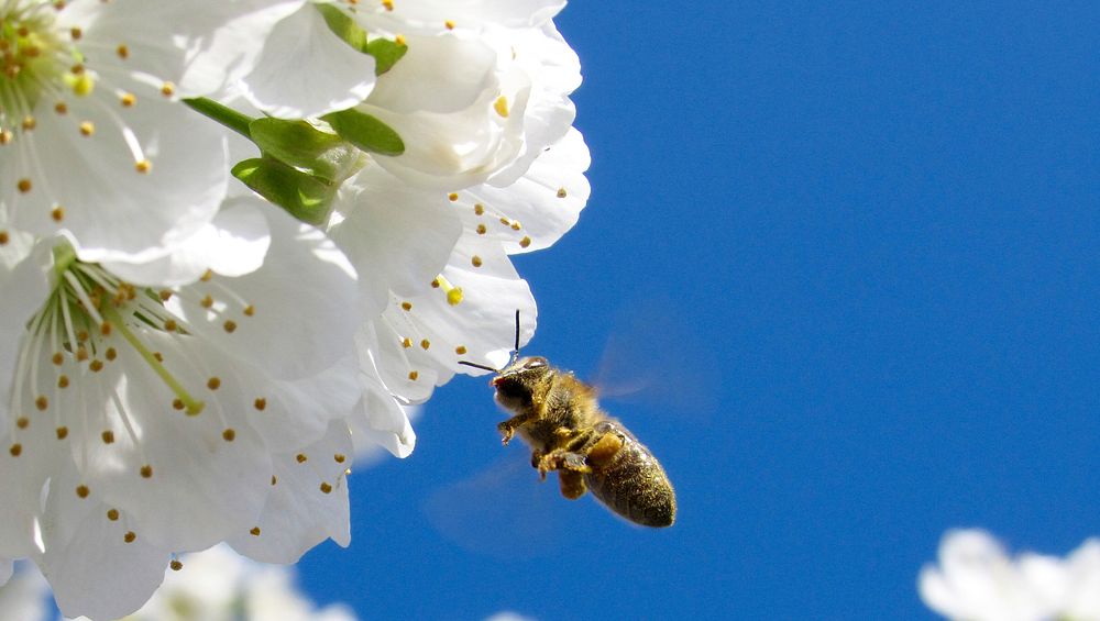 Bee and white flower. Original public domain image from Wikimedia Commons