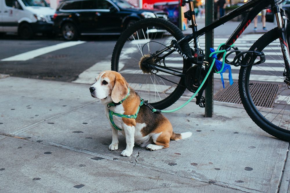 Beagle dog corded to bicycle beside street. Original public domain image from Wikimedia Commons